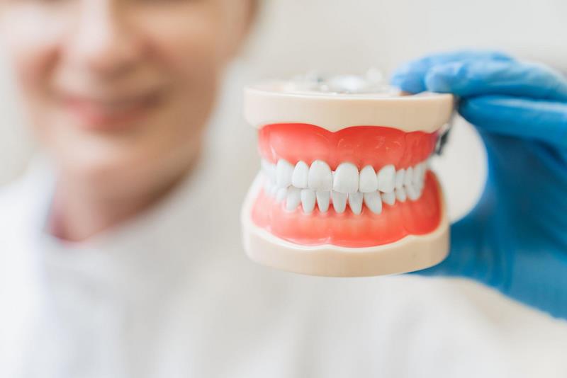 Врач-ортодонт держит модель зубов в руках