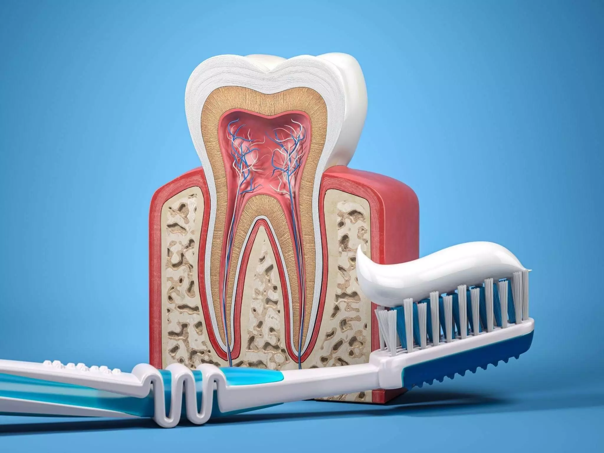 Модель зуба и зубная щетка