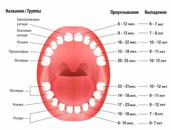 сроки выпадения зубов